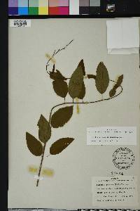 Berchemia scandens image