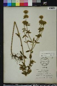 Pycnanthemum flexuosum image