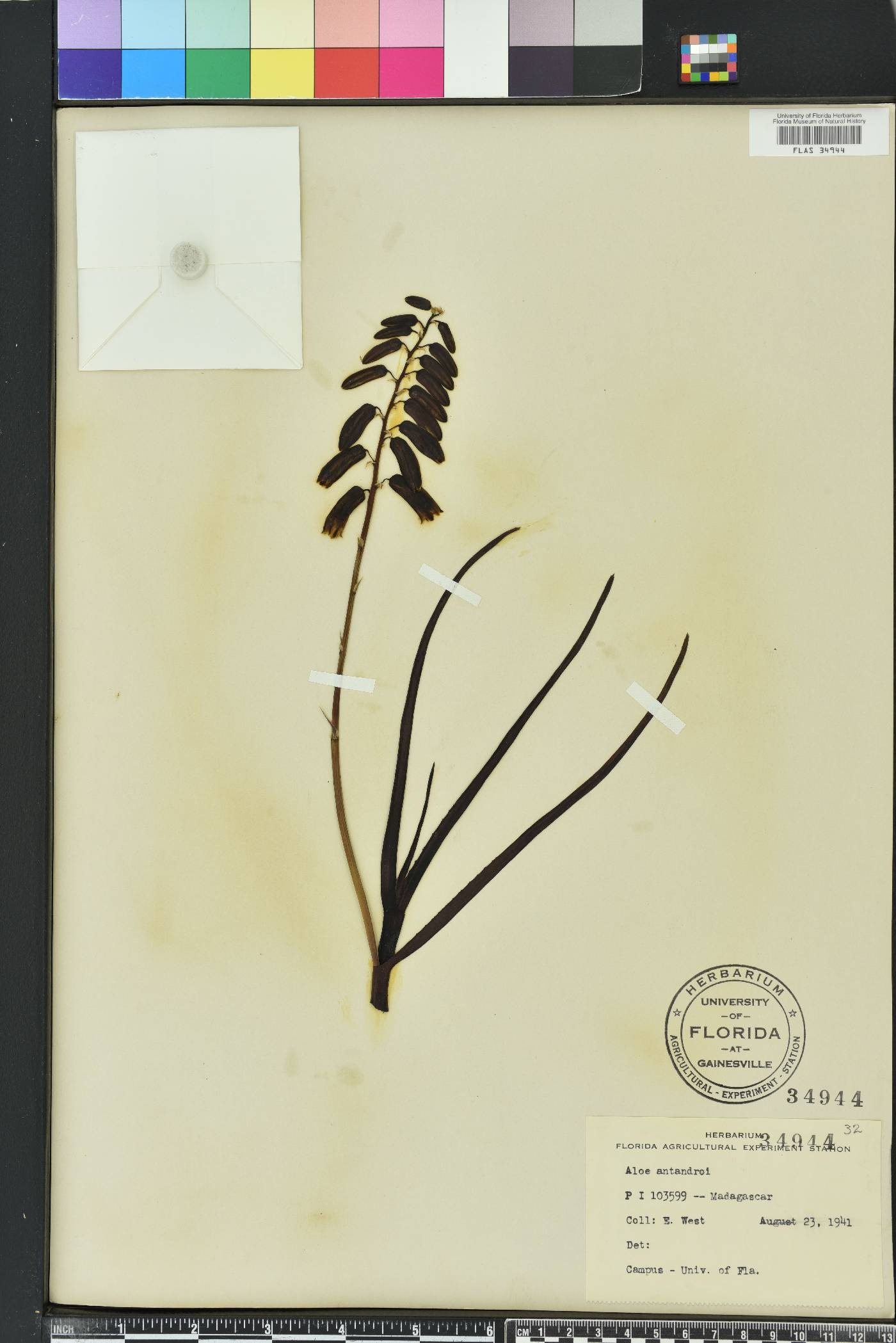 Aloe antandroi image