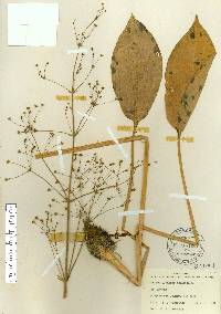 Alisma plantago-aquatica image