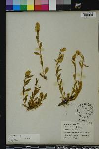 Polygala lutea image