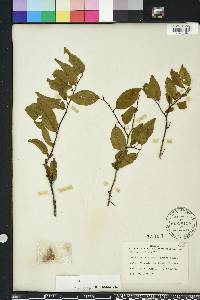 Prunus umbellata image