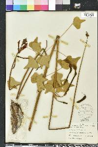 Erythrina herbacea image