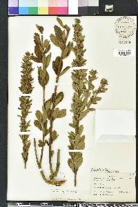 Lespedeza capitata image