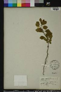 Crataegus michauxii image