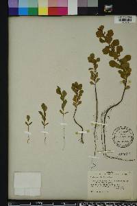Crataegus michauxii image