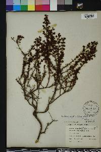 Hypericum brachyphyllum image