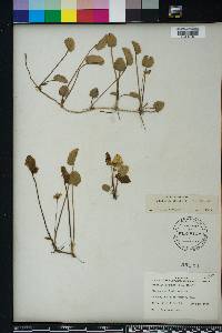 Centella asiatica image