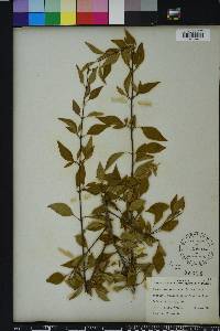 Forestiera acuminata image