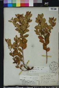 Lyonia fruticosa image