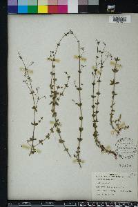 Galium pilosum image