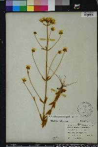 Sabatia quadrangula image