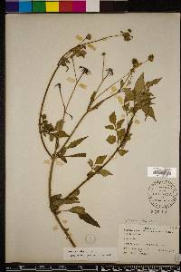 Bidens alba image