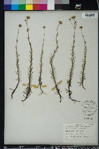 Sclerolepis uniflora image