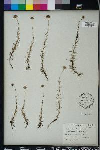 Sclerolepis uniflora image