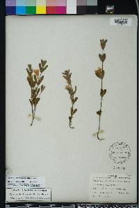 Dyschoriste oblongifolia image