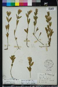 Dyschoriste oblongifolia image