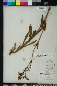 Penstemon multiflorus image