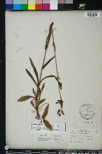 Penstemon australis image