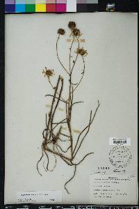 Helianthus angustifolius image