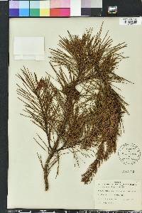 Pinus clausa image