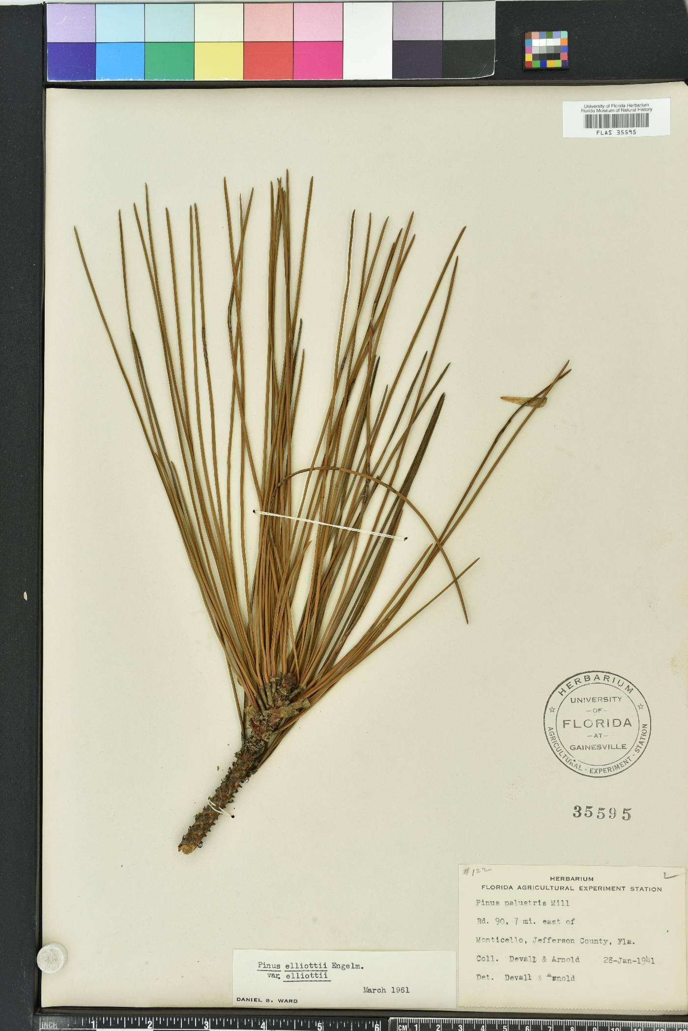 Pinus elliottii var. elliottii image