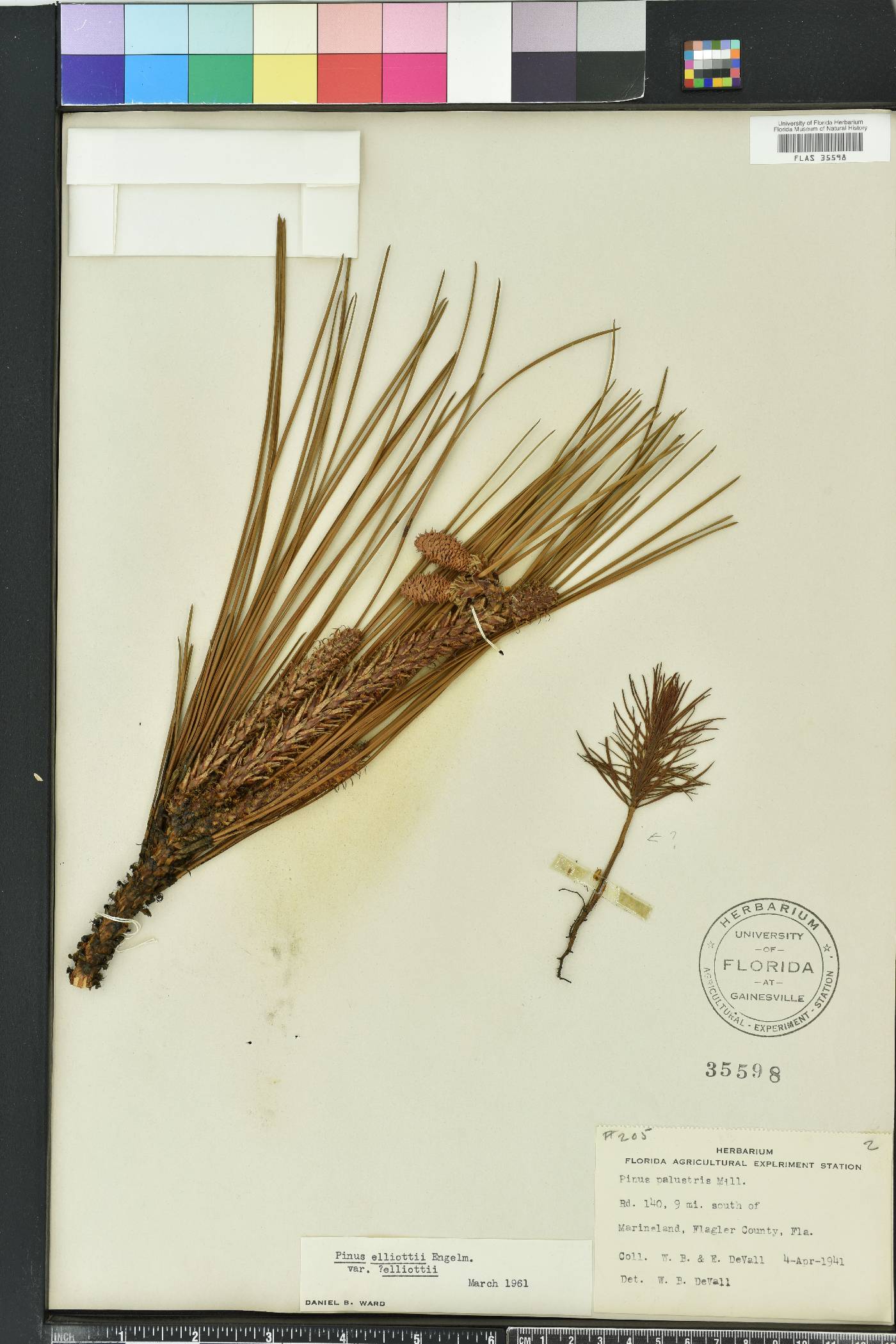 Pinus elliottii image