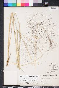 Muhlenbergia capillaris image