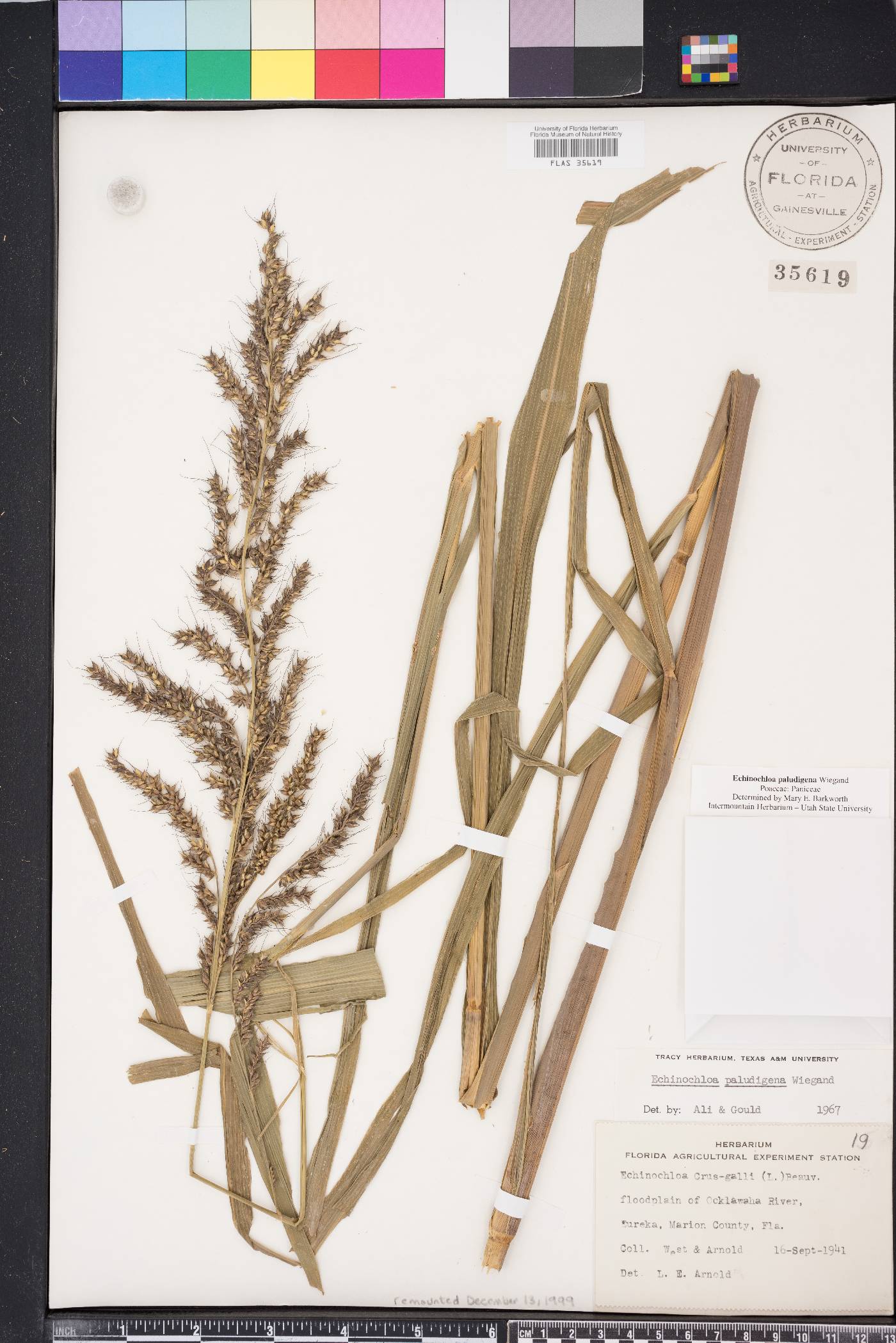 Echinochloa paludigena image