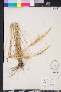 Aristida spiciformis image