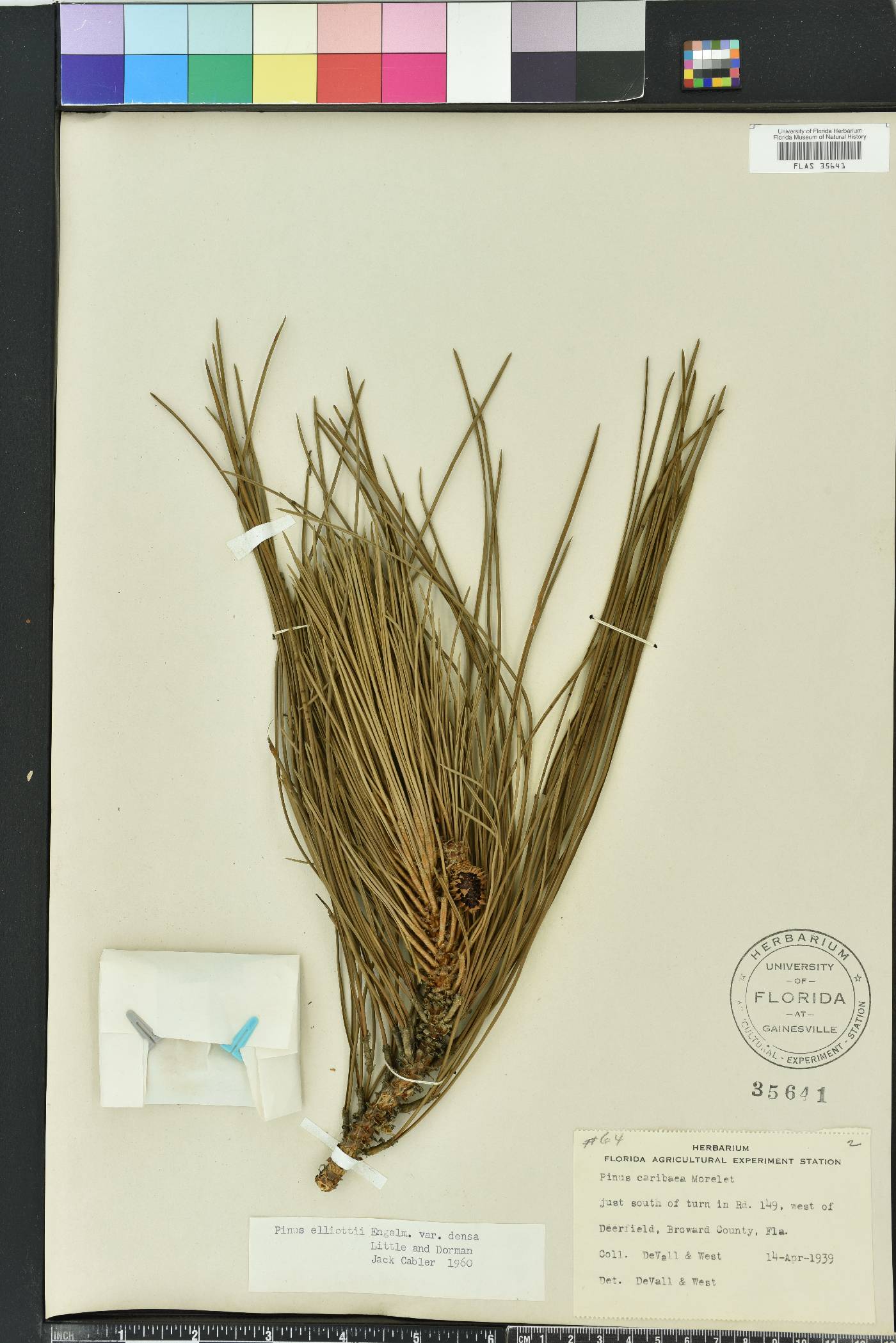 Pinus elliottii var. densa image