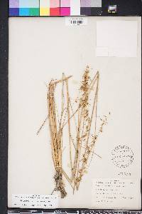 Sorghastrum secundum image
