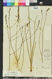 Schoenolirion albiflorum image