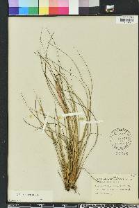 Tillandsia bartramii image