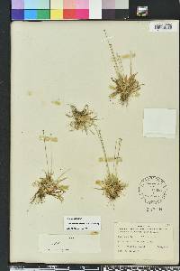 Lachnocaulon anceps image