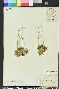 Lachnocaulon anceps image