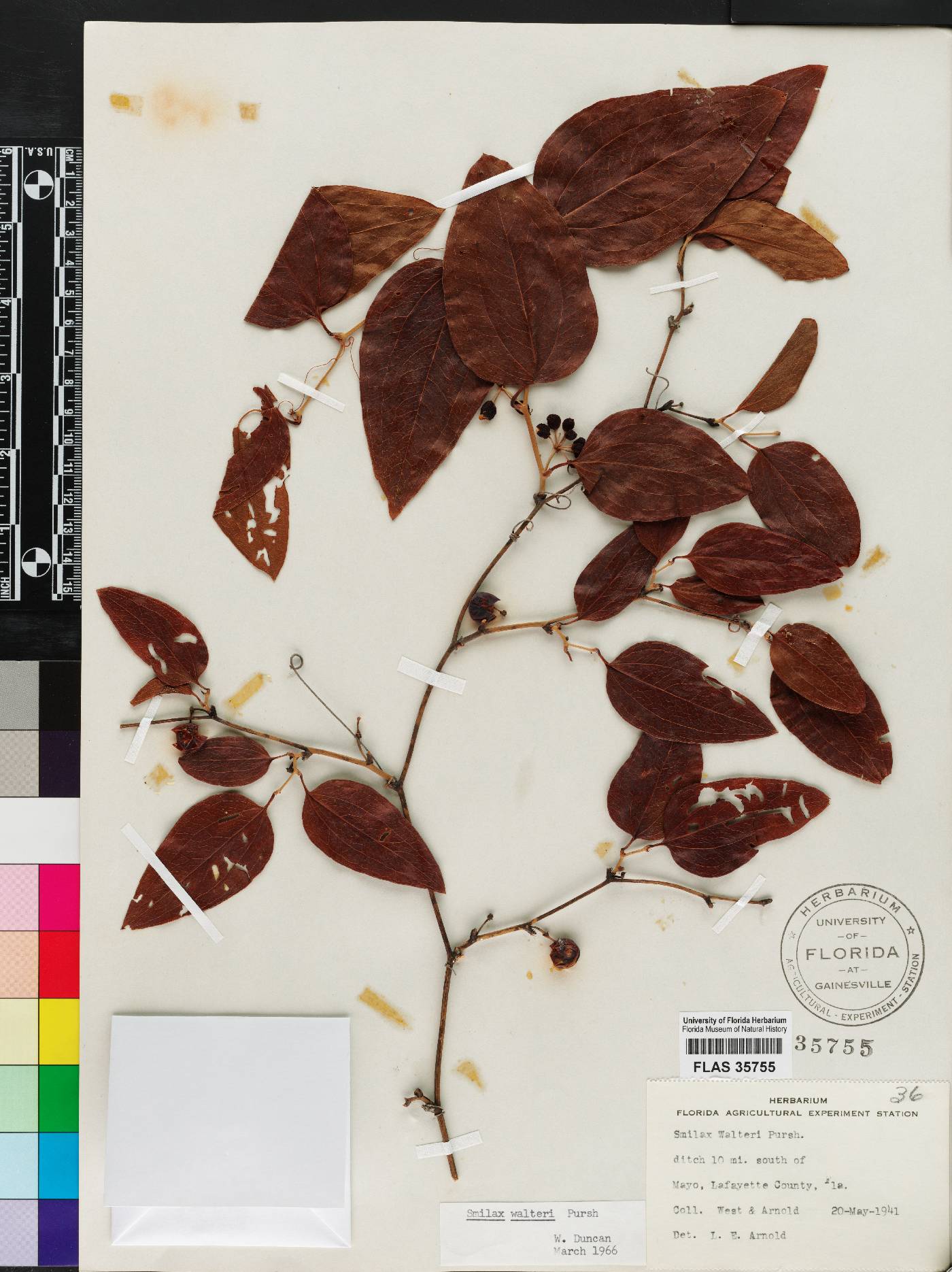 Smilax walteri image