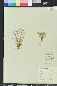 Bulbostylis stenophylla image