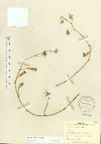 Oncidium ensatum image