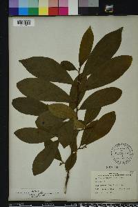 Asimina parviflora image