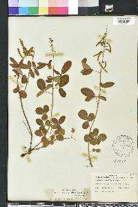 Desmodium incanum image