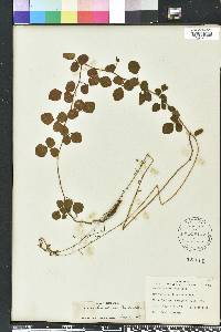 Desmodium lineatum image