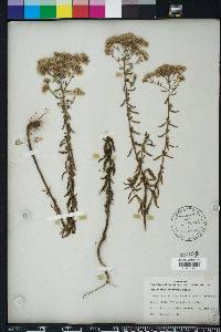 Eupatorium mohrii image