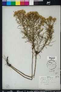 Euthamia caroliniana image