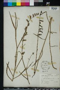 Lobelia glandulosa image