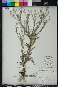 Pityopsis graminifolia image