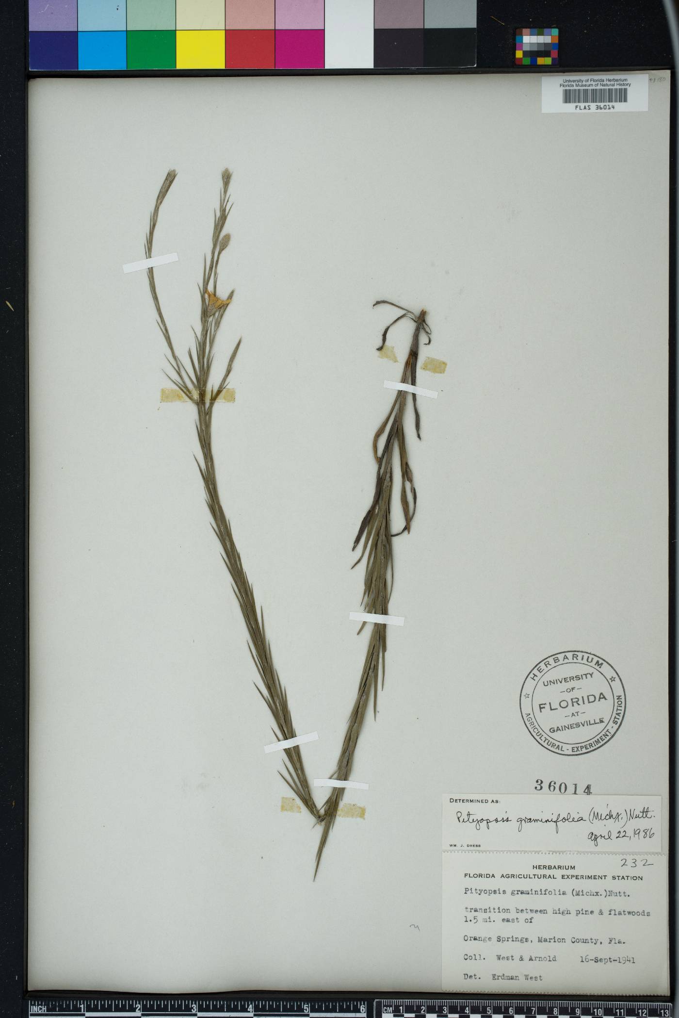 Pityopsis graminifolia image