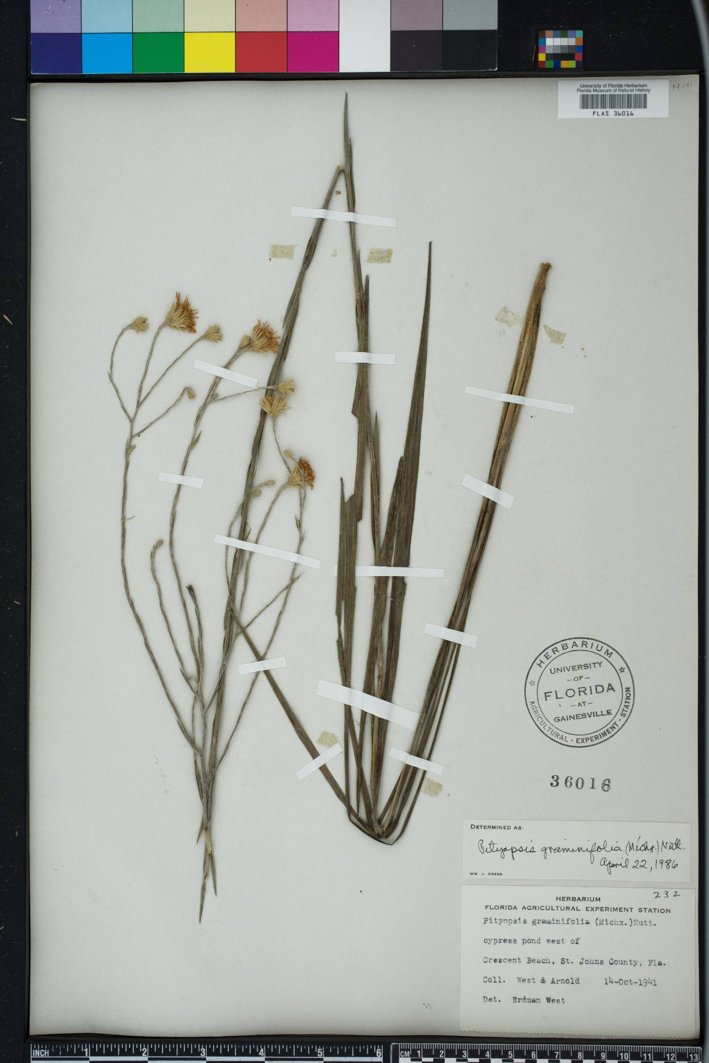 Pityopsis graminifolia image