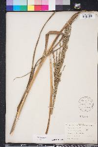 Panicum amarum image