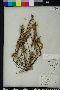 Oenothera humifusa image